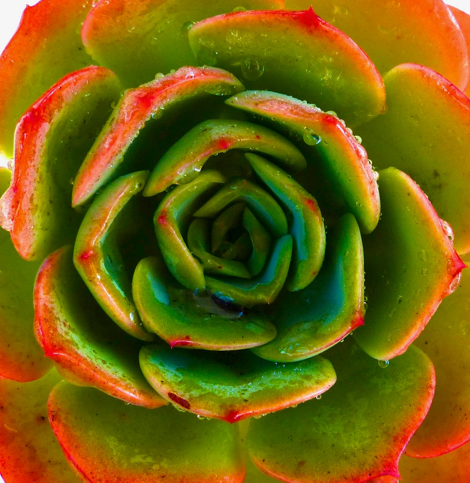 Plants
