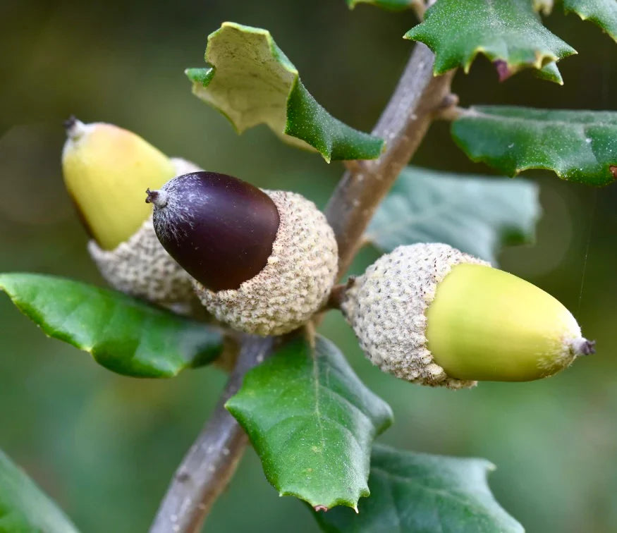 Seeds