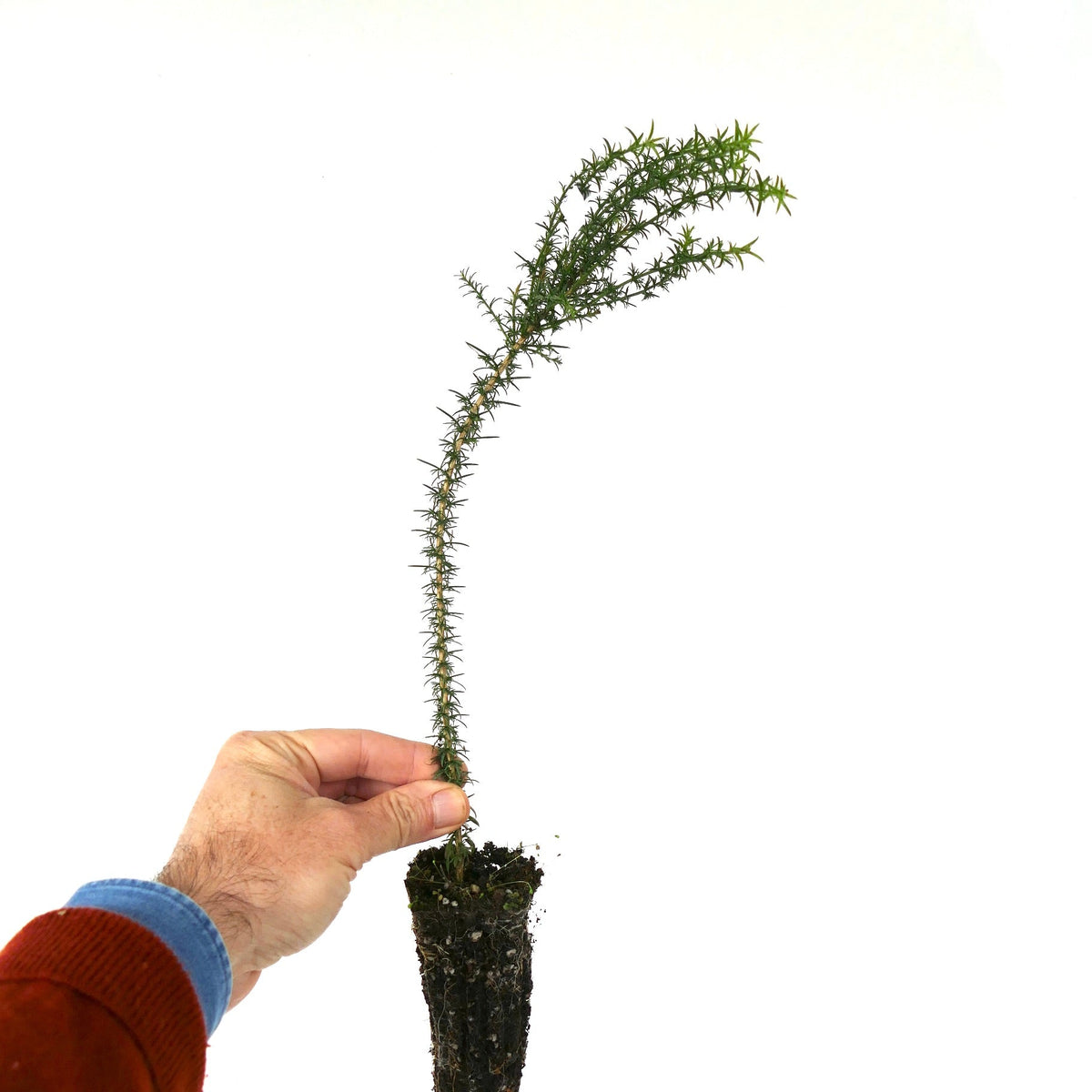 Ulex europaeus 15-30cm | Gorse | Furze