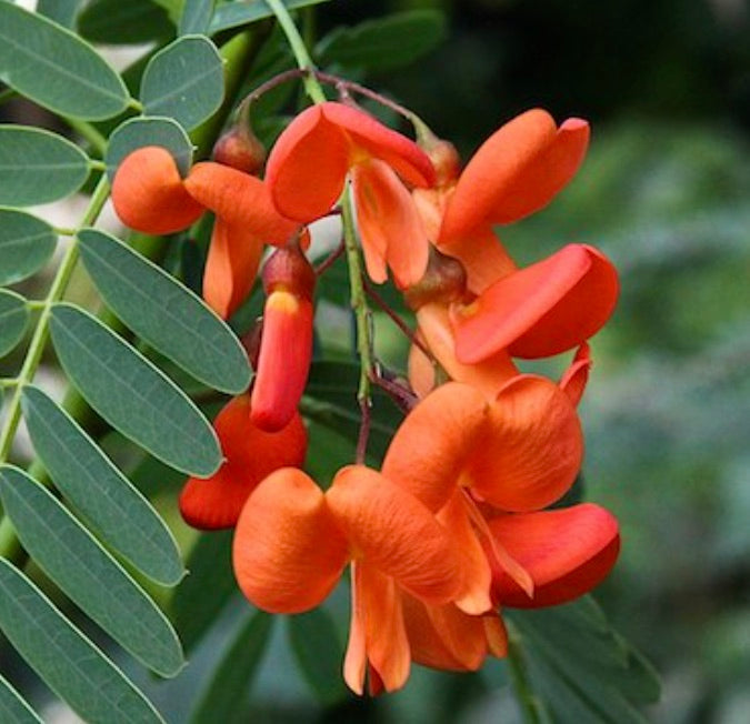 Sesbania punicea 20-60cm | Rattlebox | Scarlet sesban