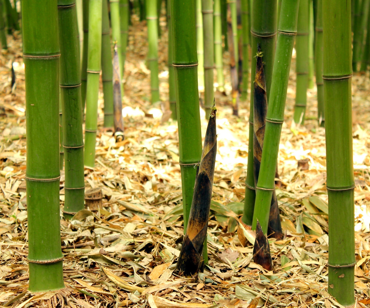 Phyllostachys viridis var. mitis 60-120cm | Green bamboo