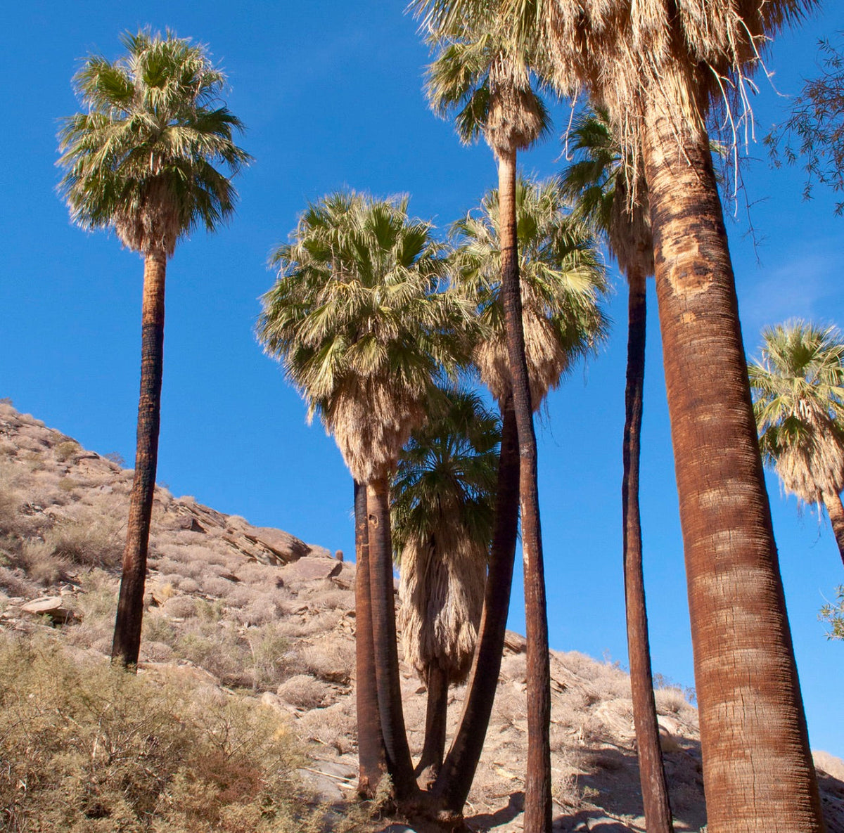 Washingtonia filifera 10-15cm | Desert fan palm | California fan palm