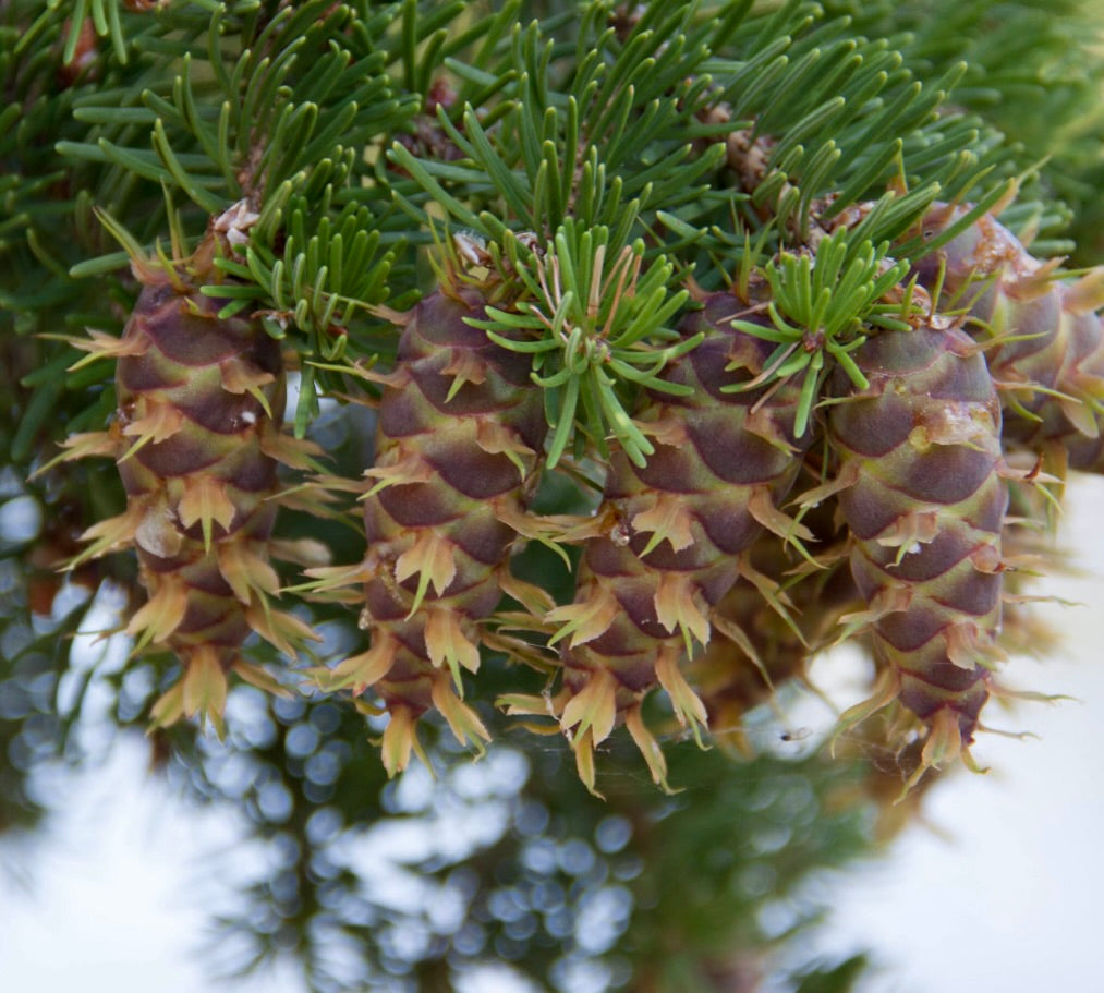 Pseudotsuga menziesii 35-60cm | Douglas fir | Oregon pine
