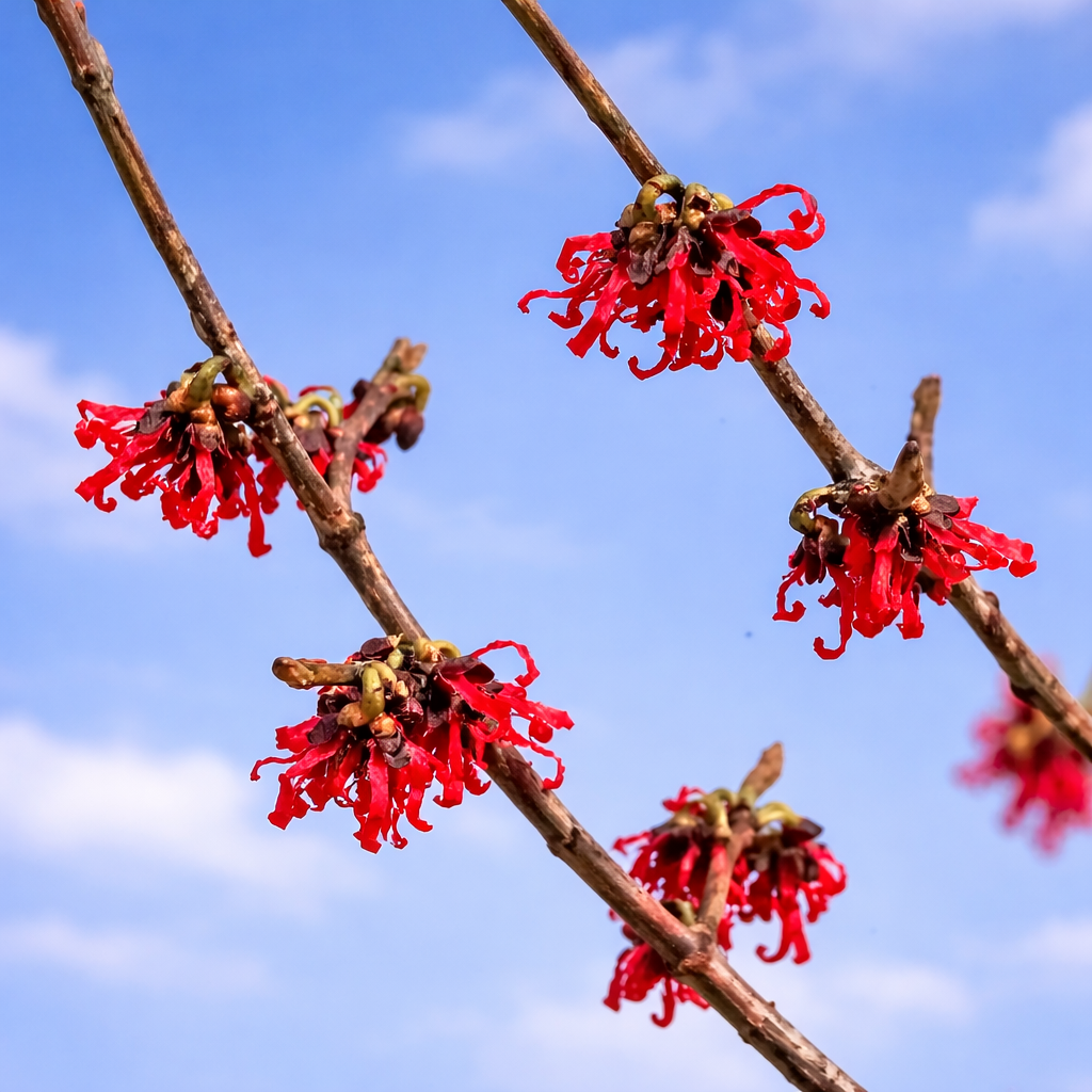 Hamamelis x intermedia Diane 10-20cm | Witch hazel | Diane witch hazel