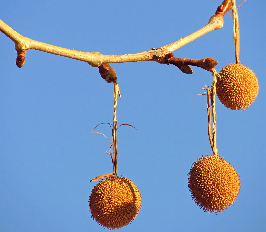 Platanus orientalis 50-90cm | Oriental plane | Oriental sycamore