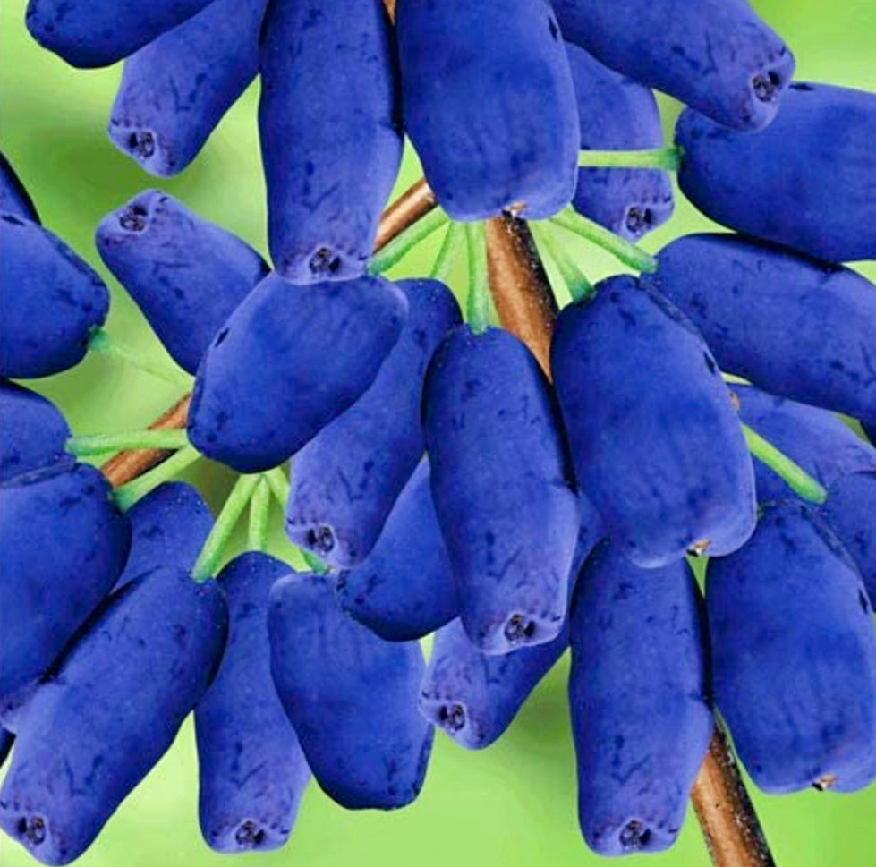 Una groppa di bacche blu allungate e mature di Lonicera kamtschatica su steli verdi in primo piano