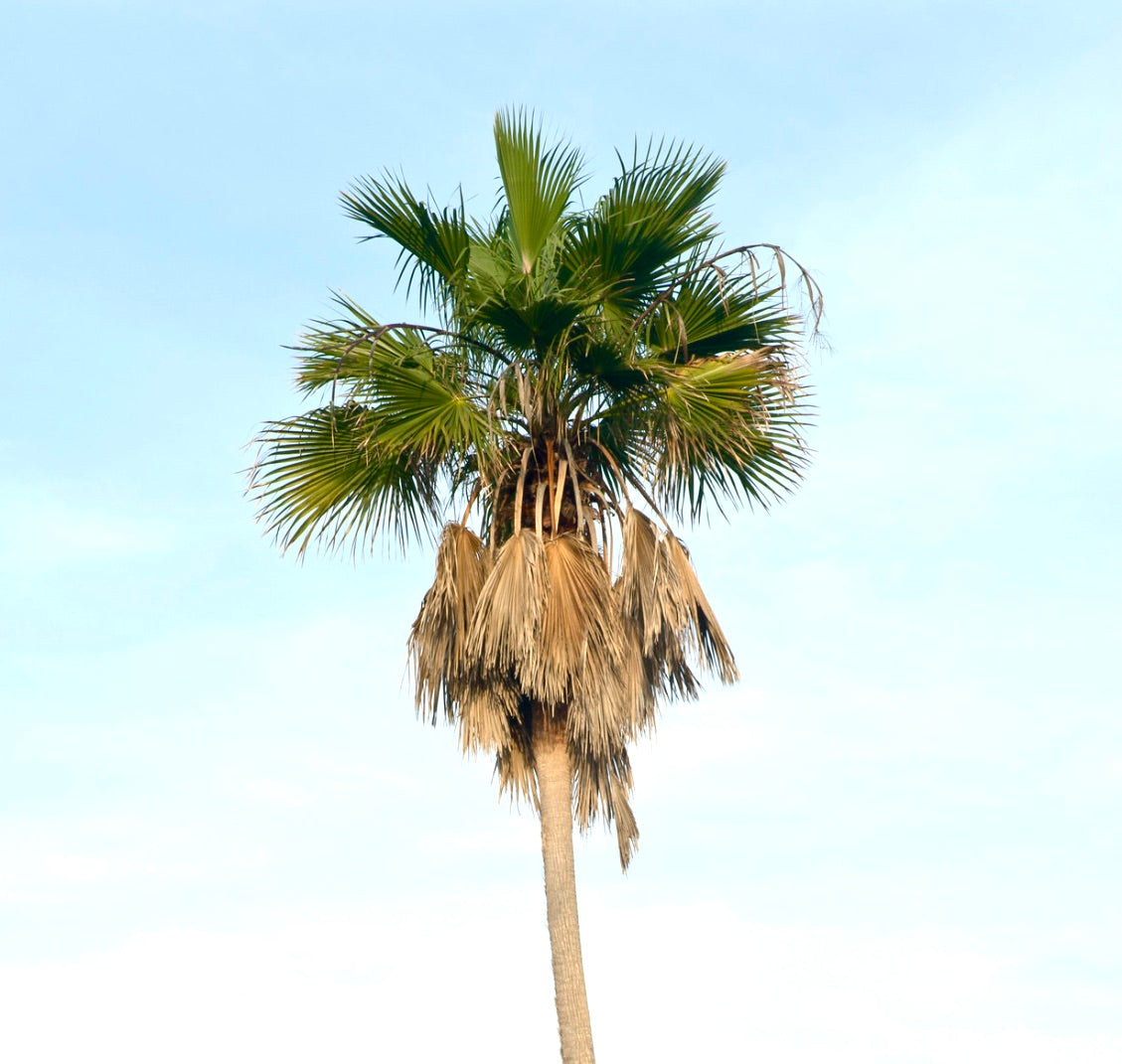 Washingtonia robusta 15-30cm | Mexican fan palm | Skyduster palm