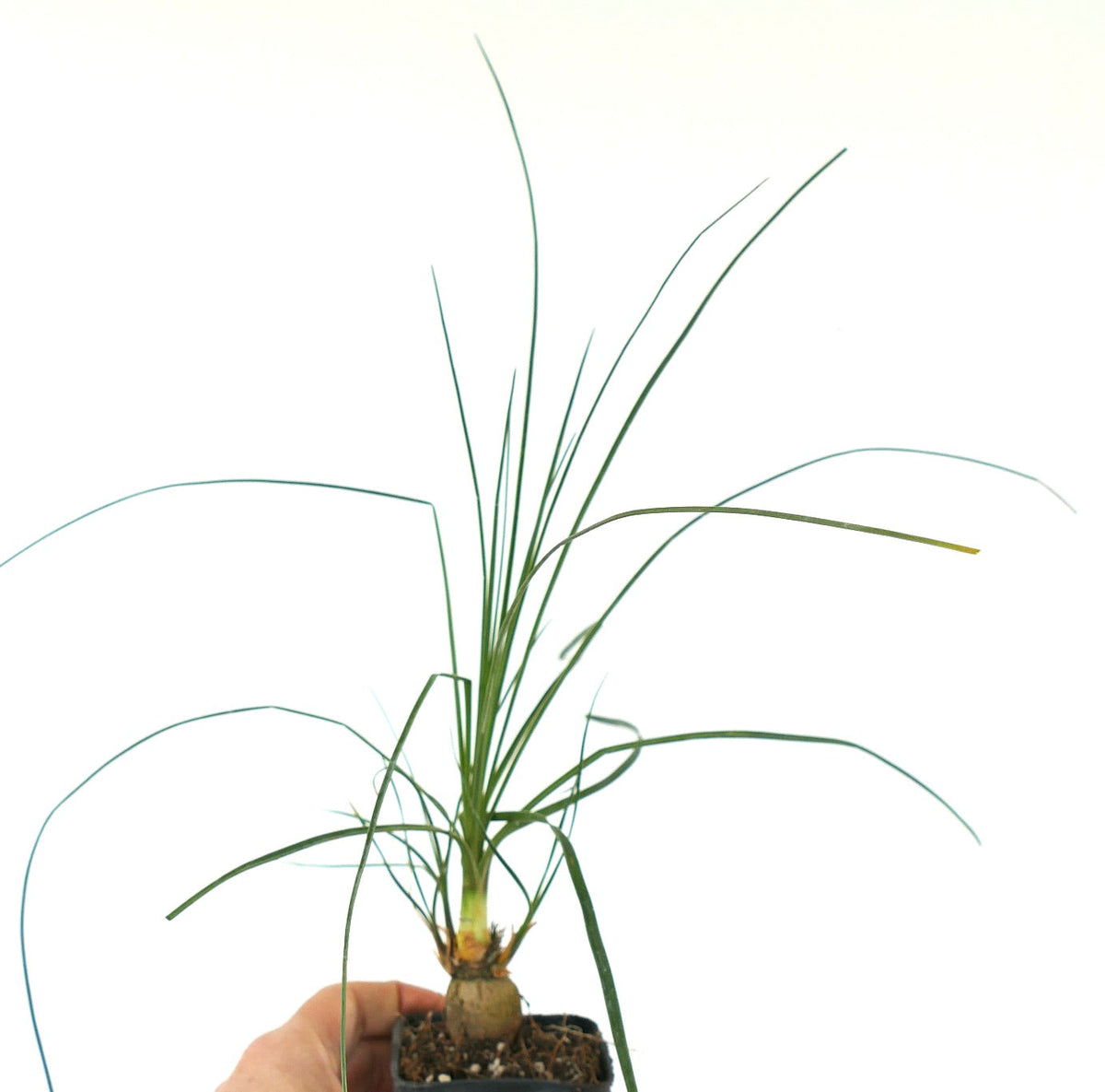 Beaucarnea (sin. Nolina) gracilis 20-30cm | Ponytail palm