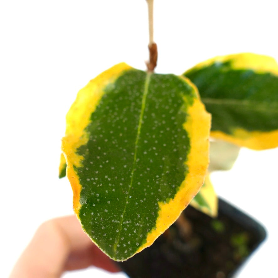 Eleagnus ebbingei VARIEGATED | Variegated silverberry
