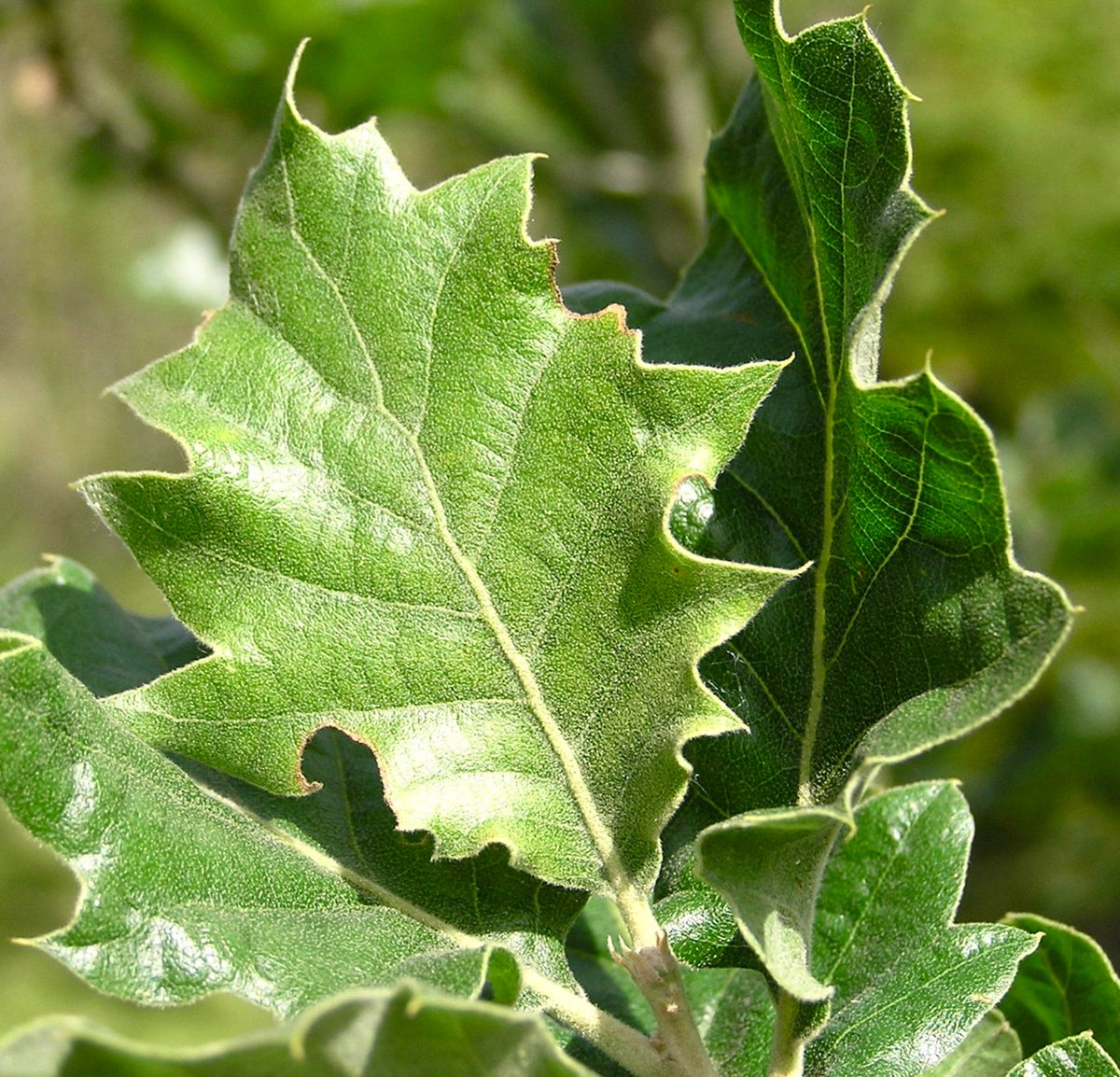Quercia vallonea 15-30cm | Valonia oak | Vallonea oak