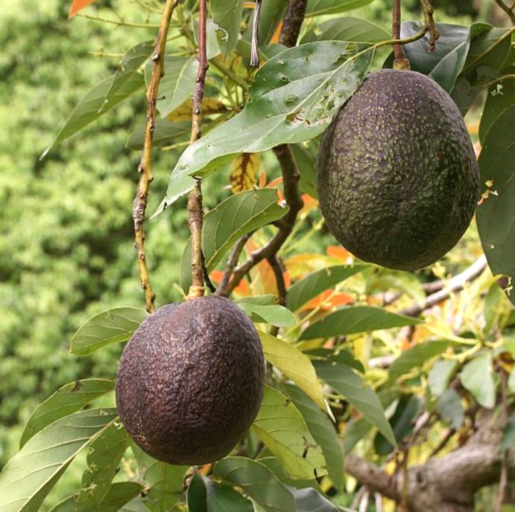 Persea americana 80-100cm | Avocado | Alligator pear