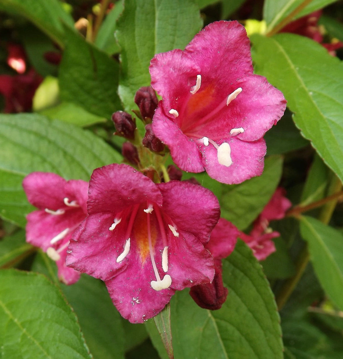 Weigelia florida cv 'Bristol Ruby' 70-110cm | Weigela