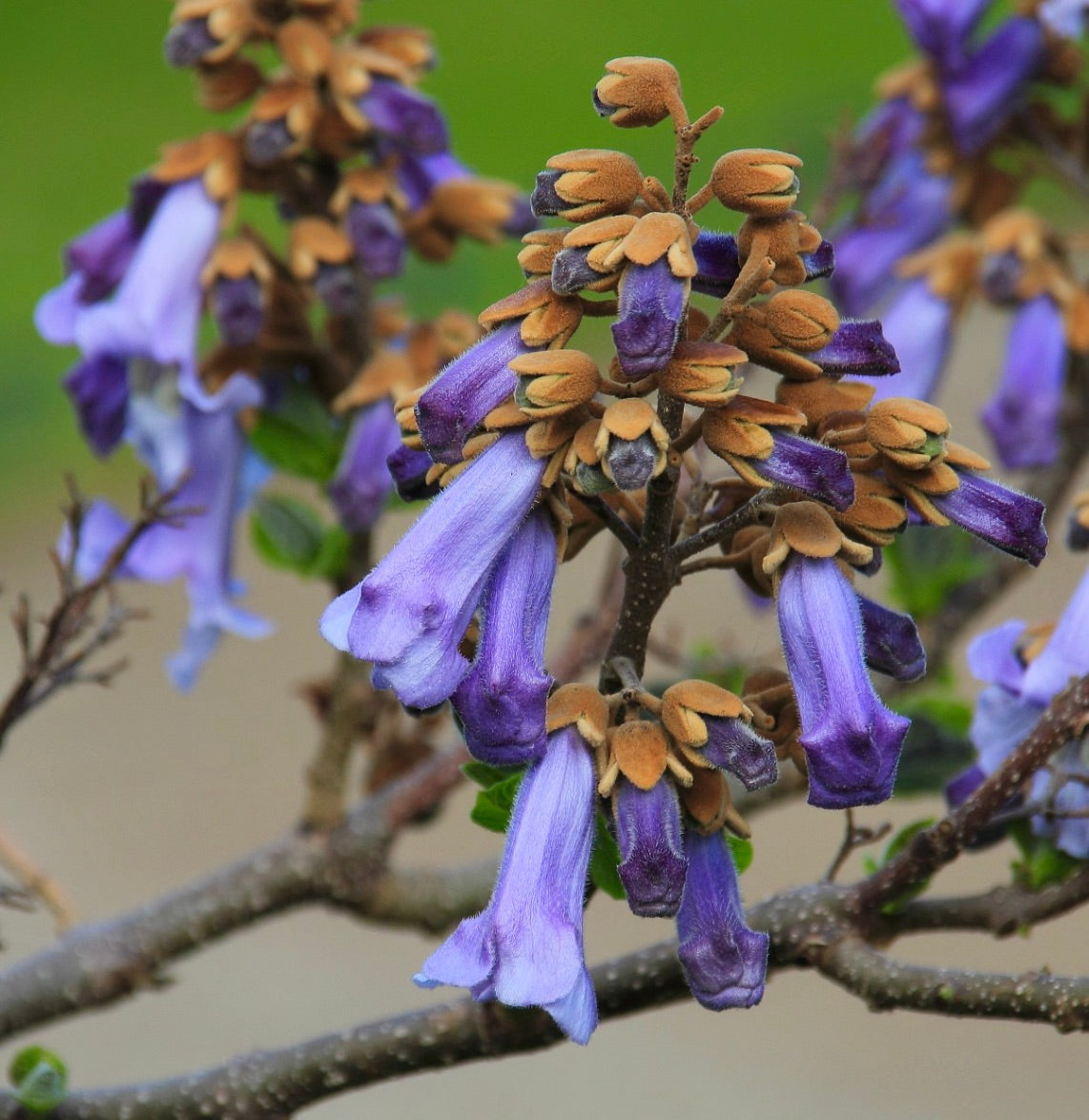 Paulownia tomentosa 25-70cm | Empress tree | Princess tree