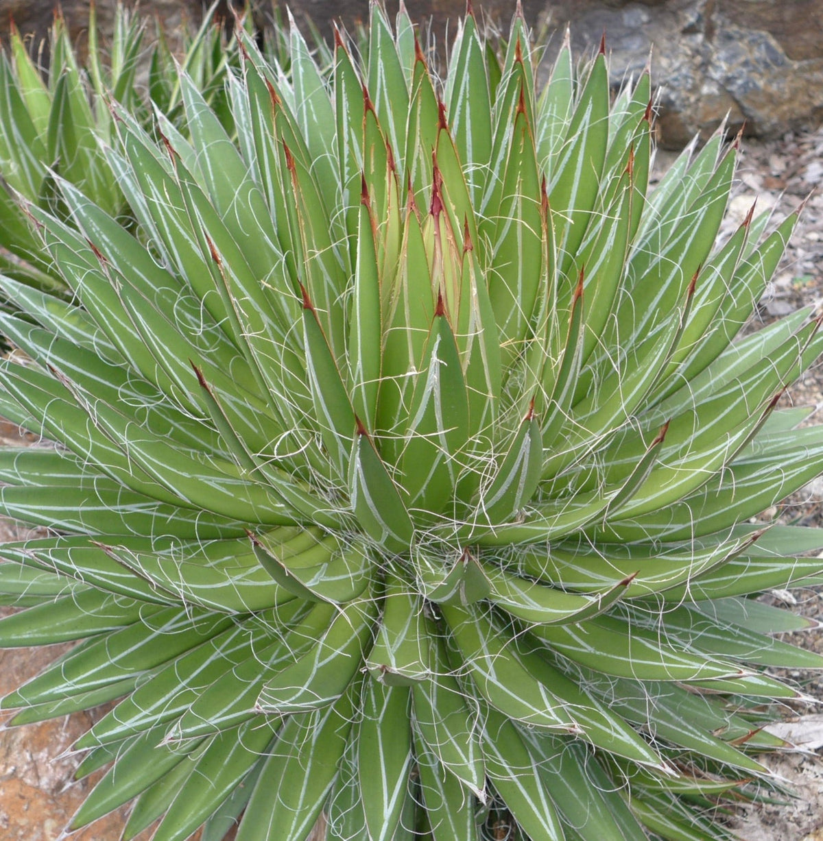 Agave filifera COMPACT 10-20cm | Agave a fili | Pianta del secolo