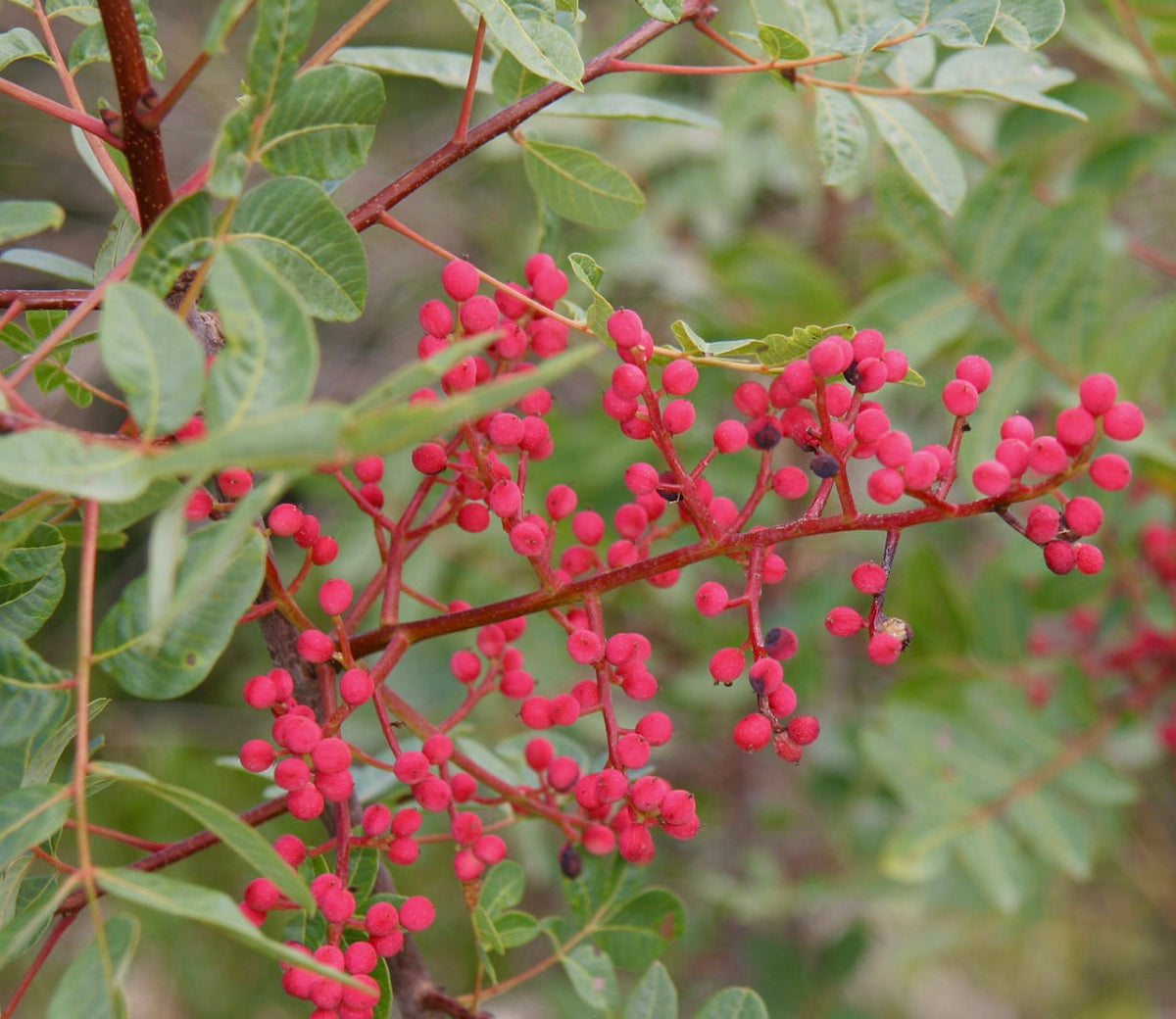 Pistacia terebinthus 30-60cm | Turpentine tree | Terebinth