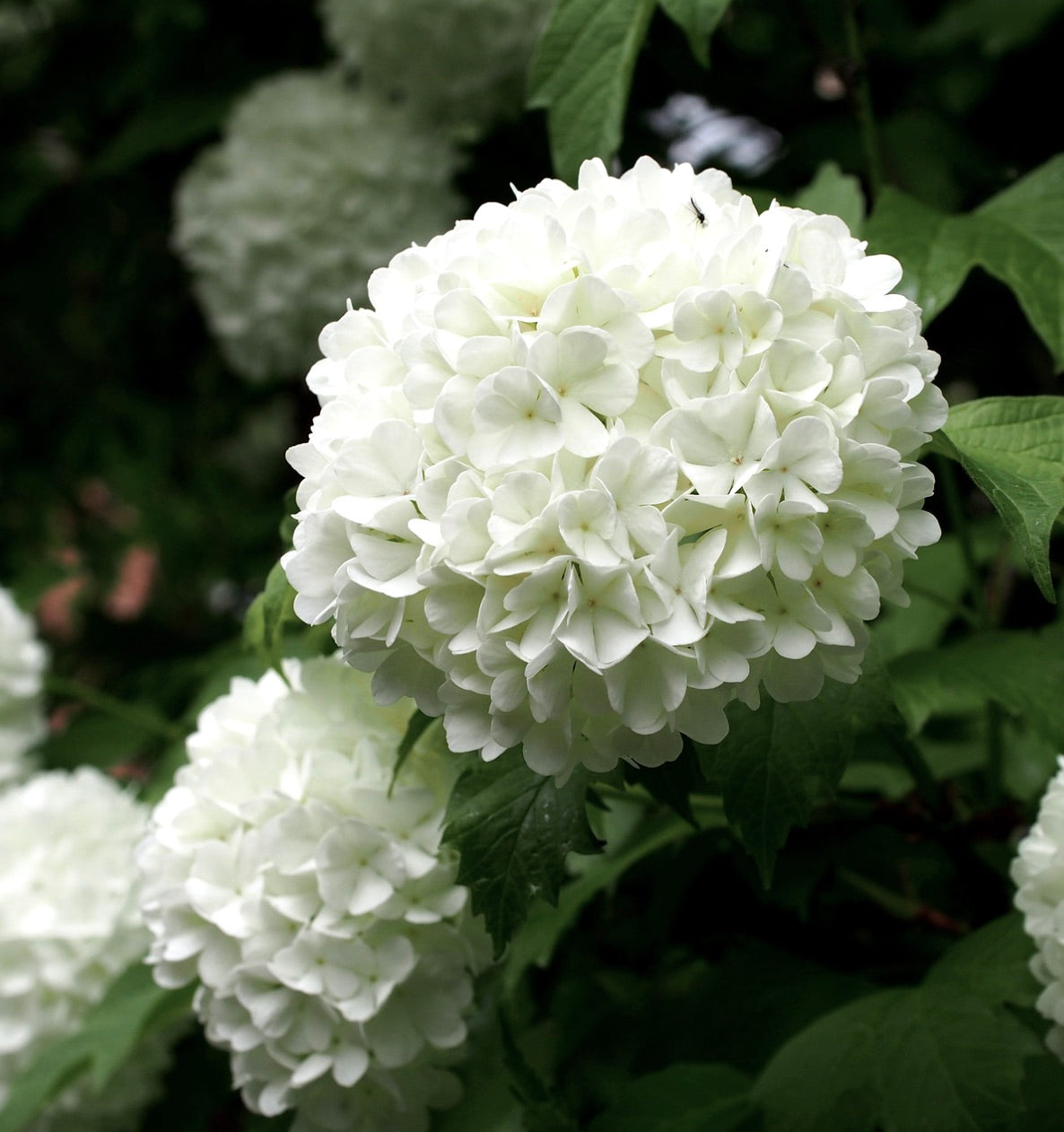 Viburnum opulus cv 'ROSEUM' 80-120cm | Snowball bush | Guelder rose