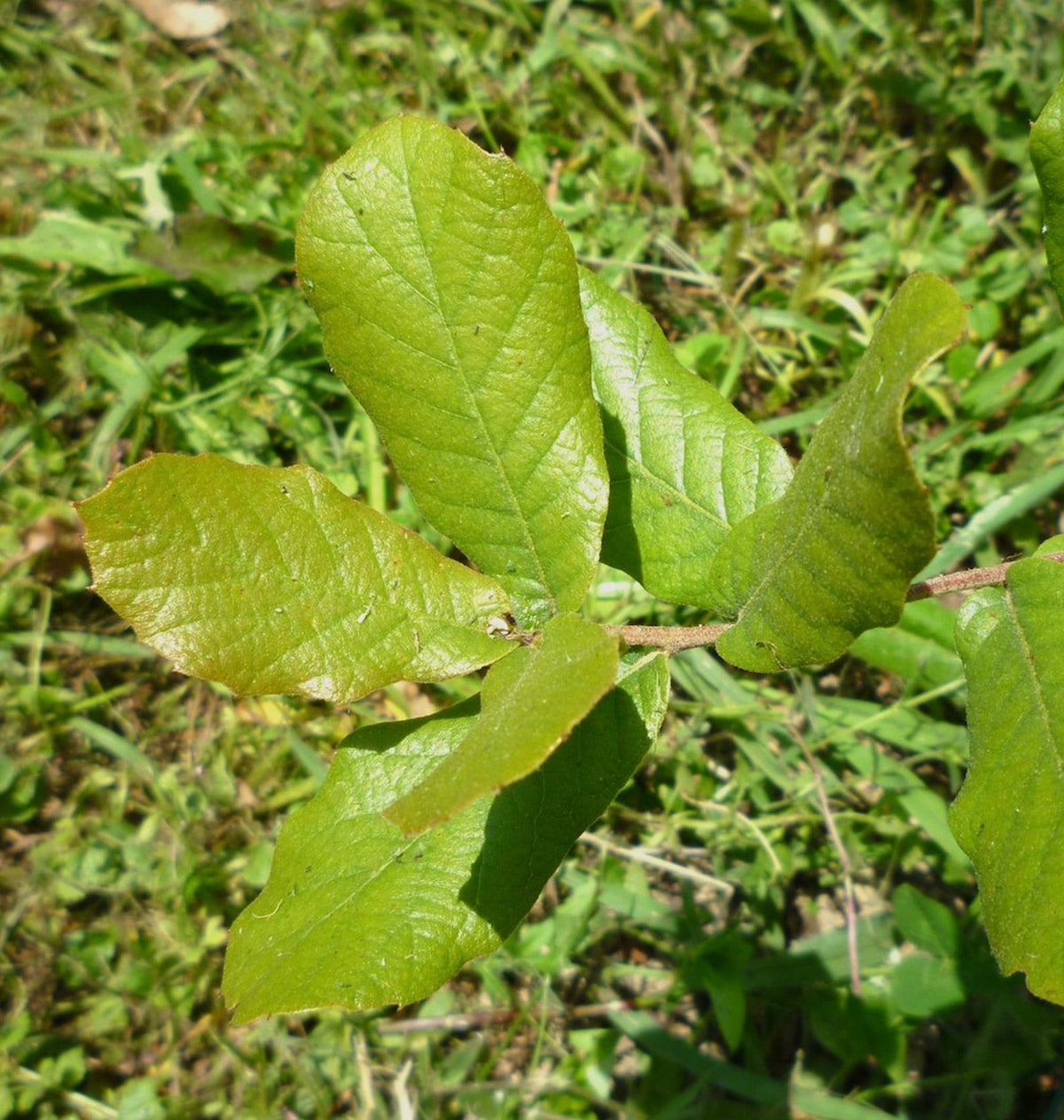 Quercus arizonica 10-20cm | Arizona white oak | Desert oak