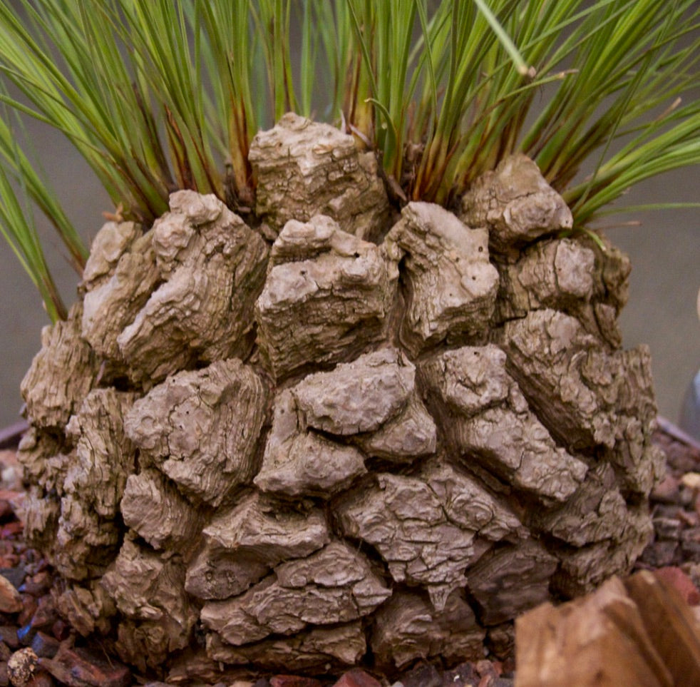 Calibanus sin. Beaucarnea hookeri 20-40cm | Mexican ponytail palm