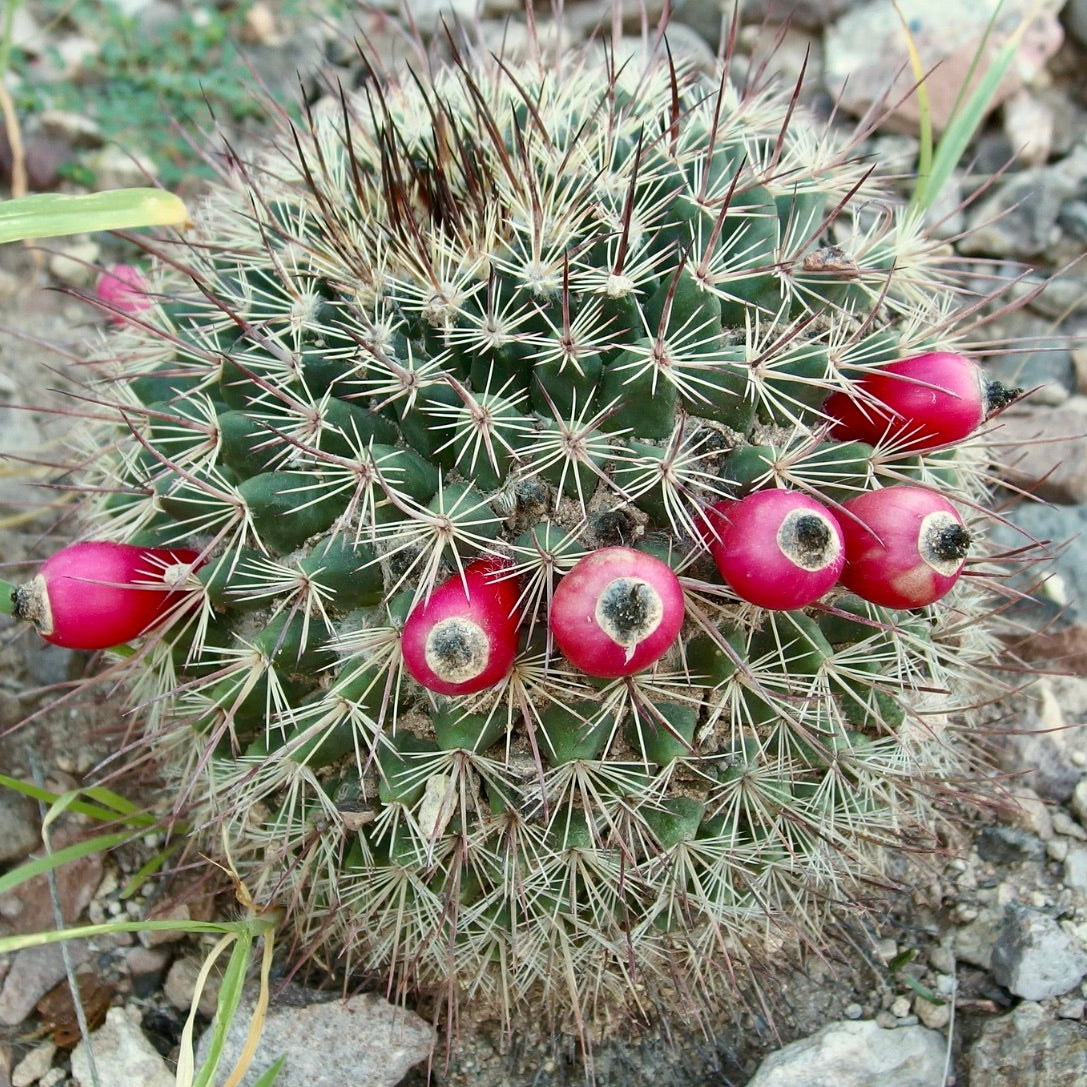 Mammillaria johnstonii piccolo cactus rotondo con spine dense e frutti rossi brillanti