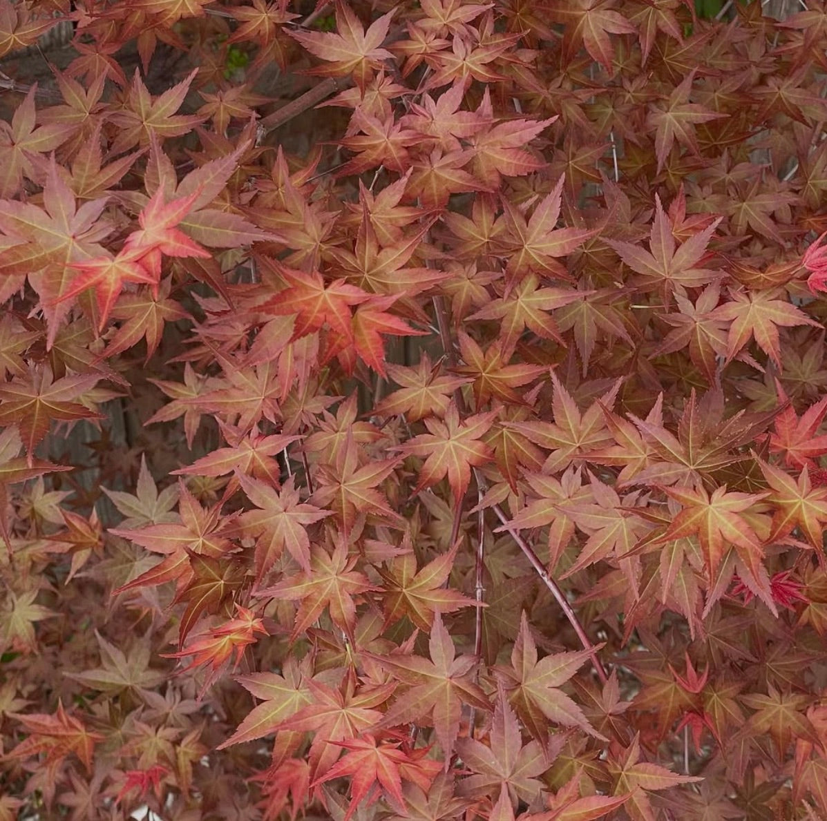 Le foglie lobate di Acer palmatum 'corallinum' in vibrante rosso e arancio con texture delicata