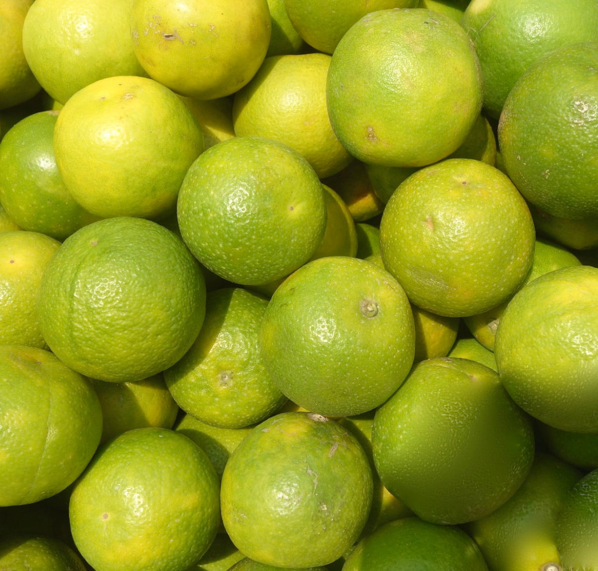 Citrus aurantiifolia var. limetta 15-40cm | Sweet lime | Sweet lemon