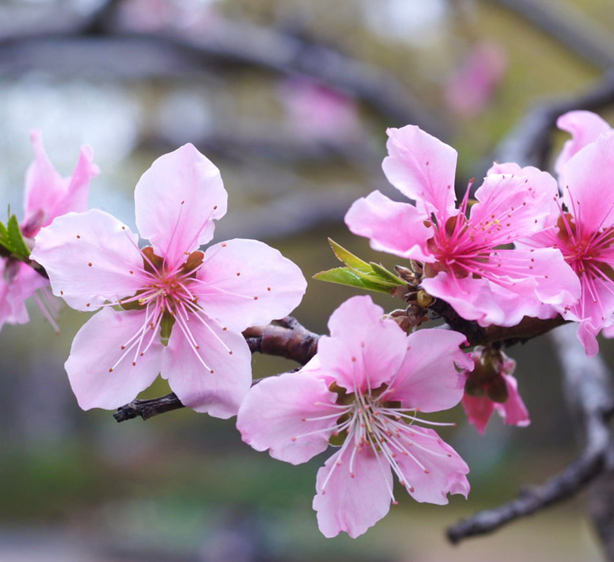 Prunus amygdalus 15-30cm | Almond tree | Sweet almond