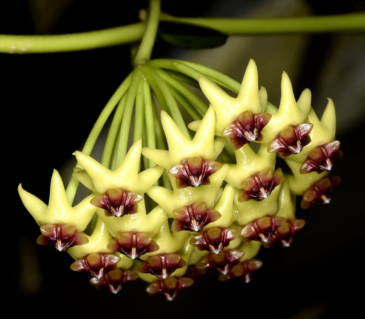 Hoya cumingiana 14cm | Pianta di cera | Fiore di porcellana