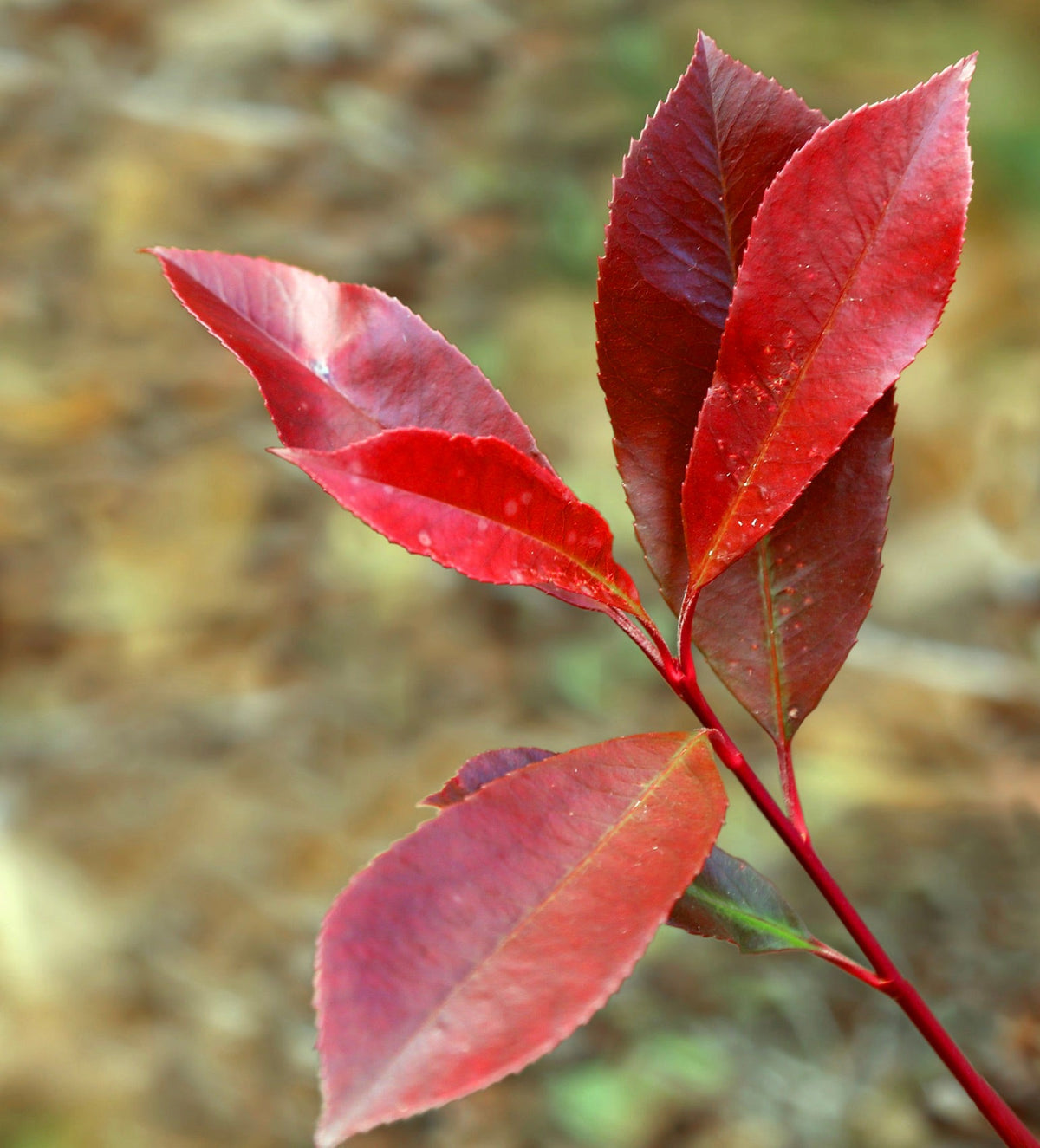 Photinia x fraseri cv. 'red robin' 15-30cm | Red tip photinia