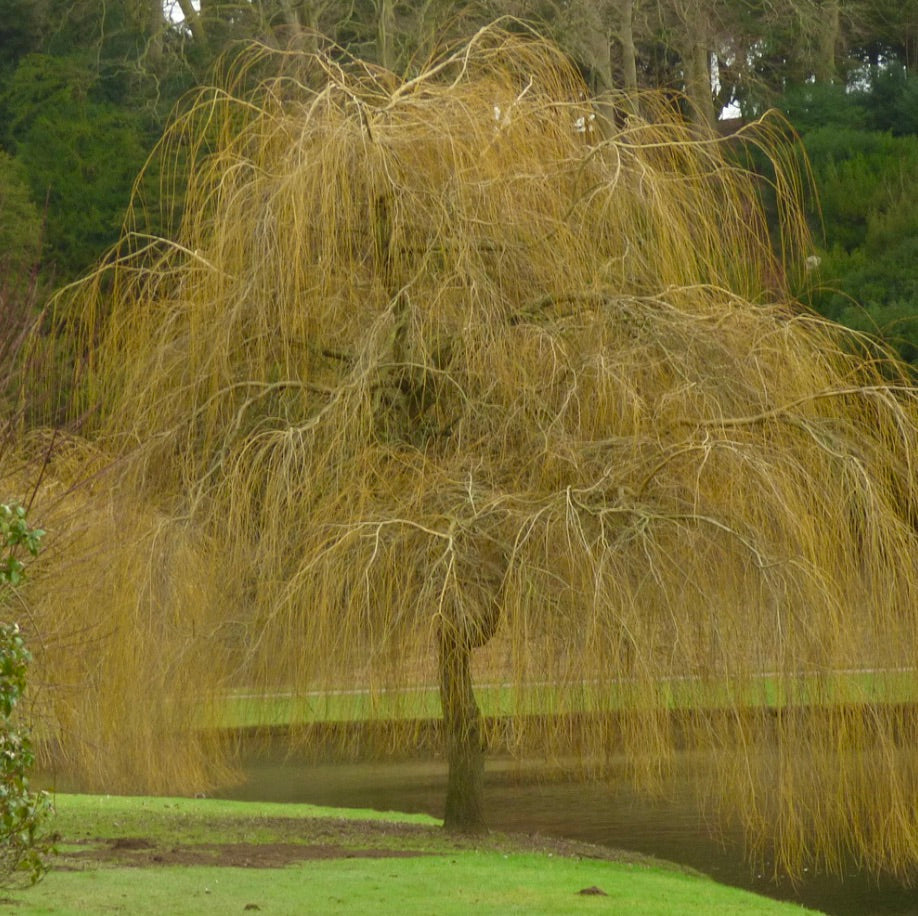 Salix alba subsp. tristis 30-40cm | White willow