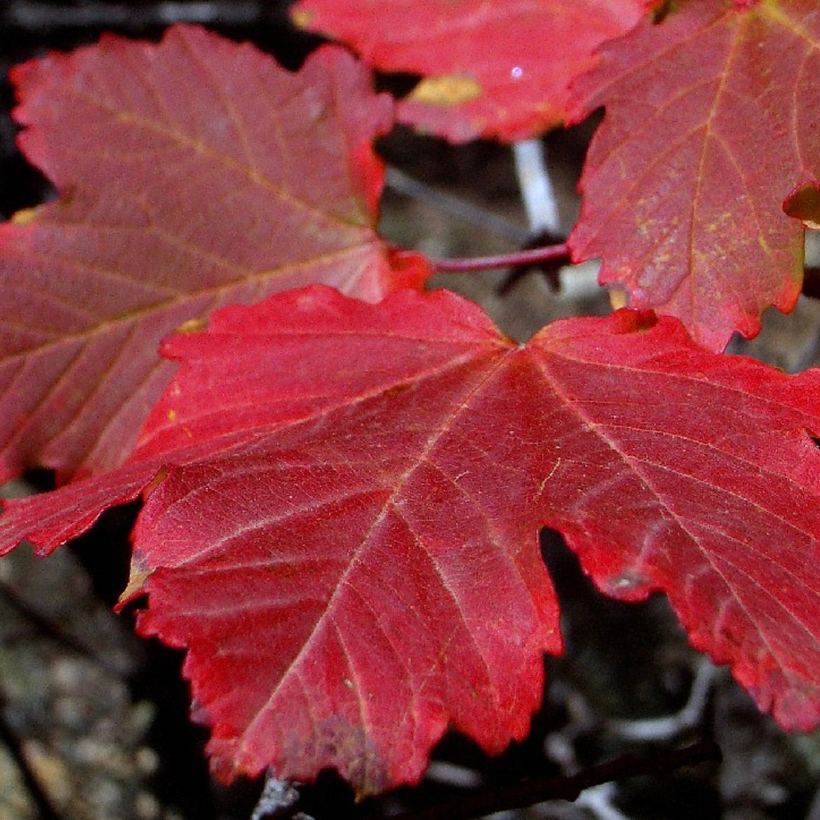 Acer opalus 'Neapolitan Maple' 50-70cm | Italian maple