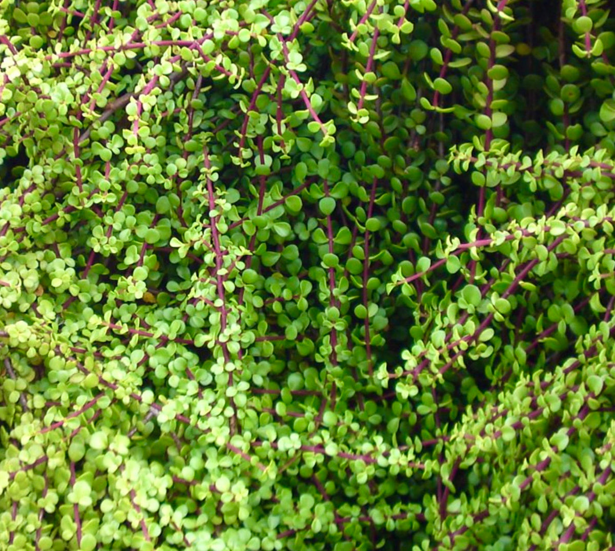 Portulacaria afra 5-15cm | Elephant bush | Dwarf jade plant