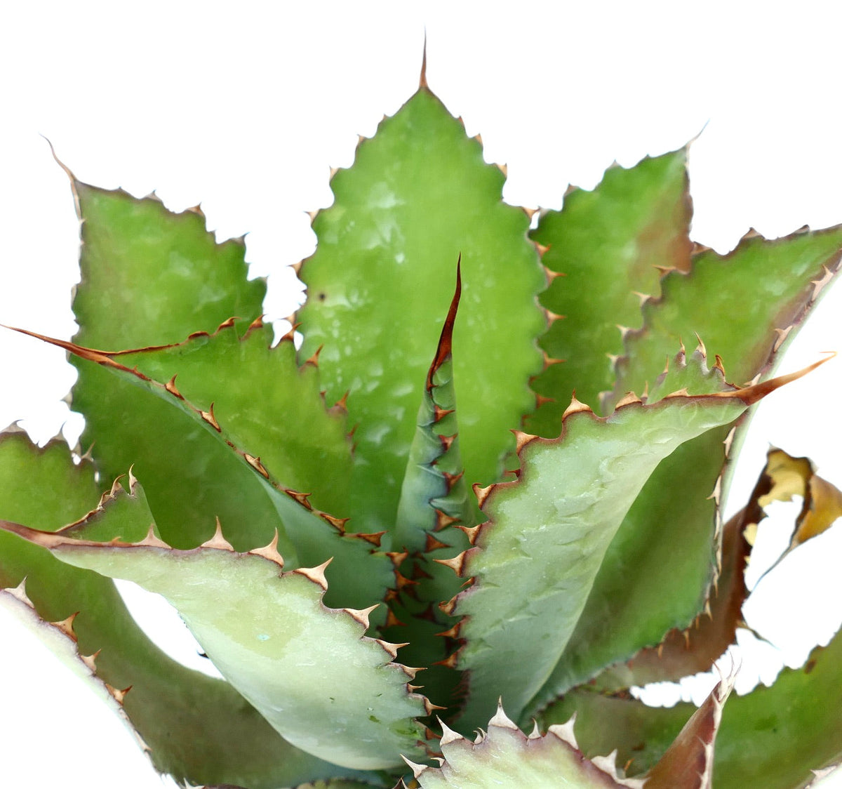 Agave cupreata 15-25cm | Copper agave | Cupreata agave