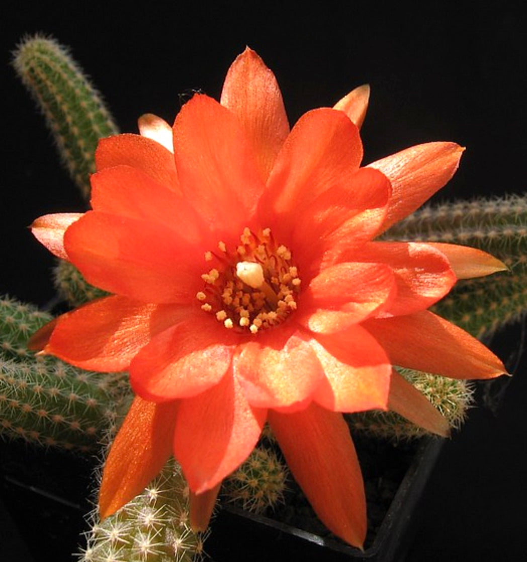 Chamaecereus silvestrii 5-10cm | Cactus arachide | Cactus di Silvestri