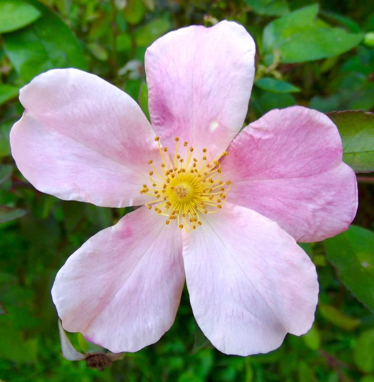 Rosa chinensis cv MUTABILIS 35-50cm | Chinese rose | Butterfly rose