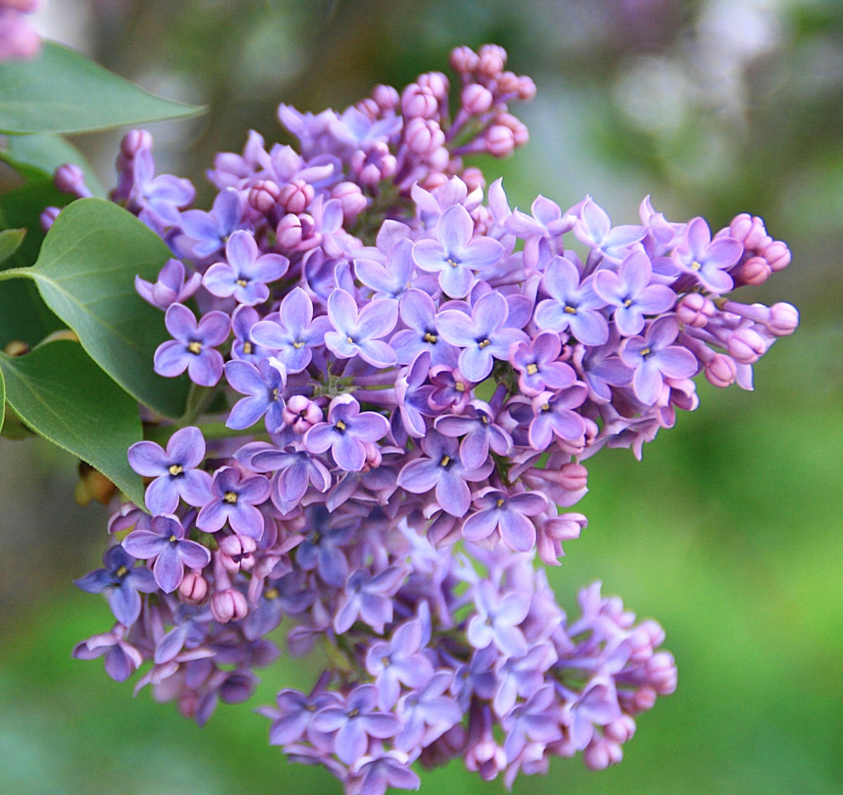 Syringa vulgaris 50-60cm | Common lilac | French lilac