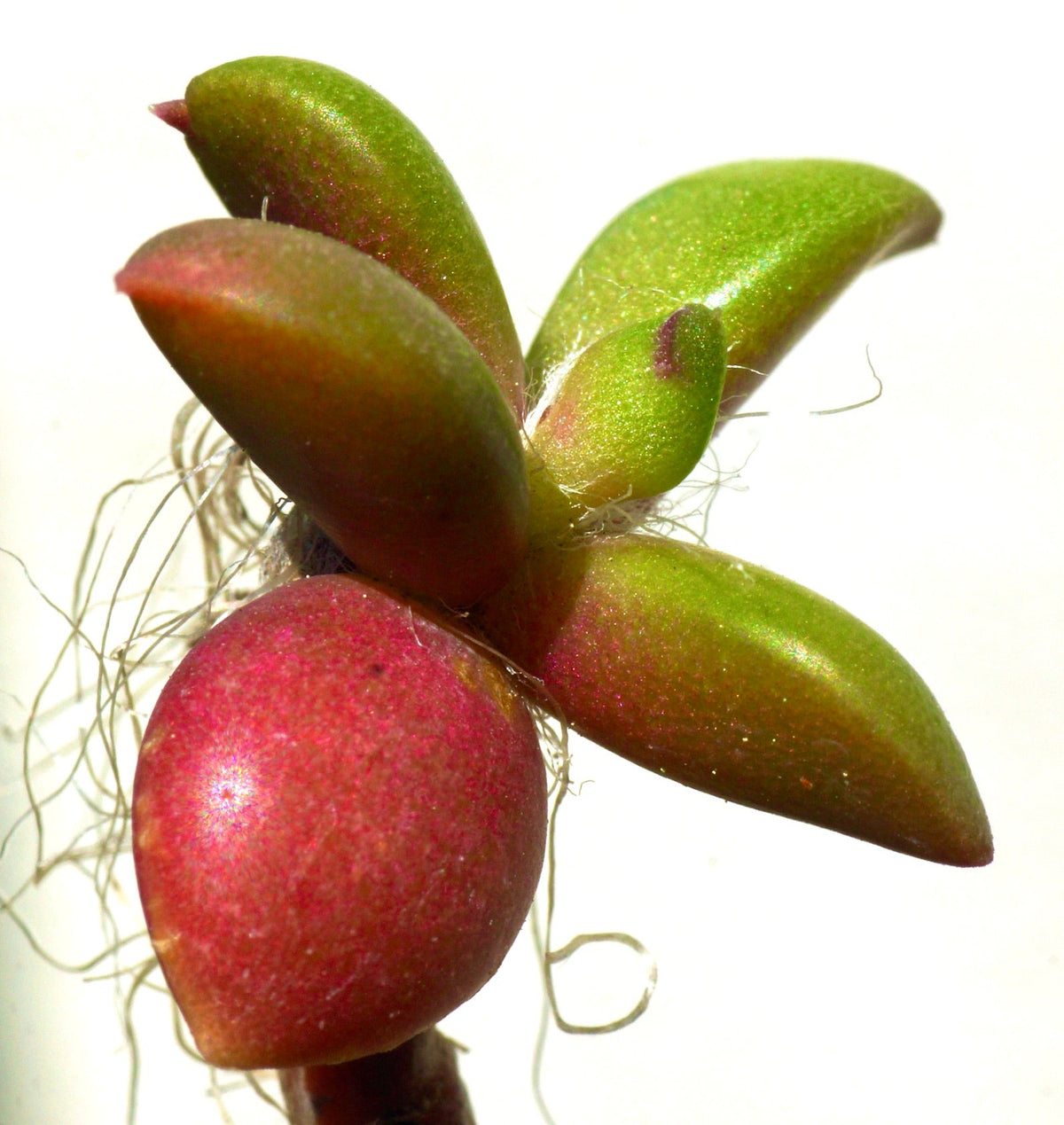 Anacampseros telephiastrum 5-10cm | Sand rose | Anacampseros