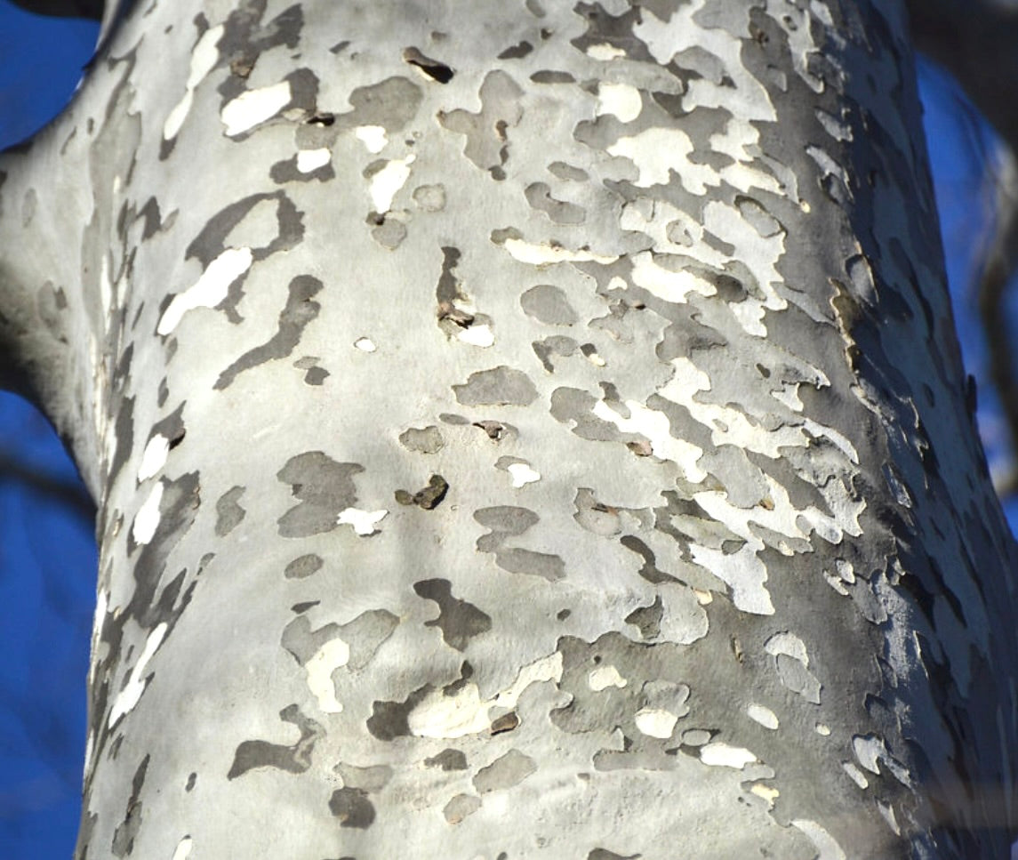 Platanus acerifolia 20-50cm | London plane | Hybrid plane