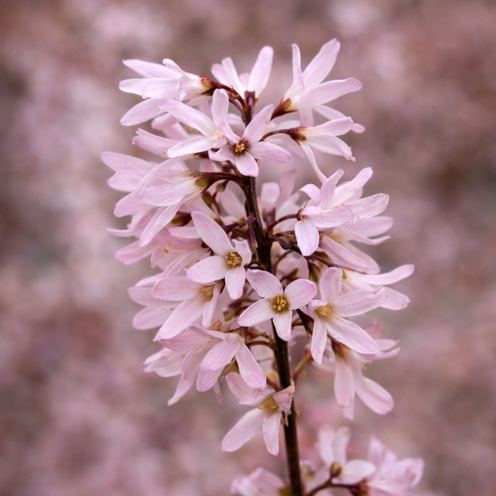 Abeliophyllum distichum cv PINKY LADY 10-20cm | White forsythia