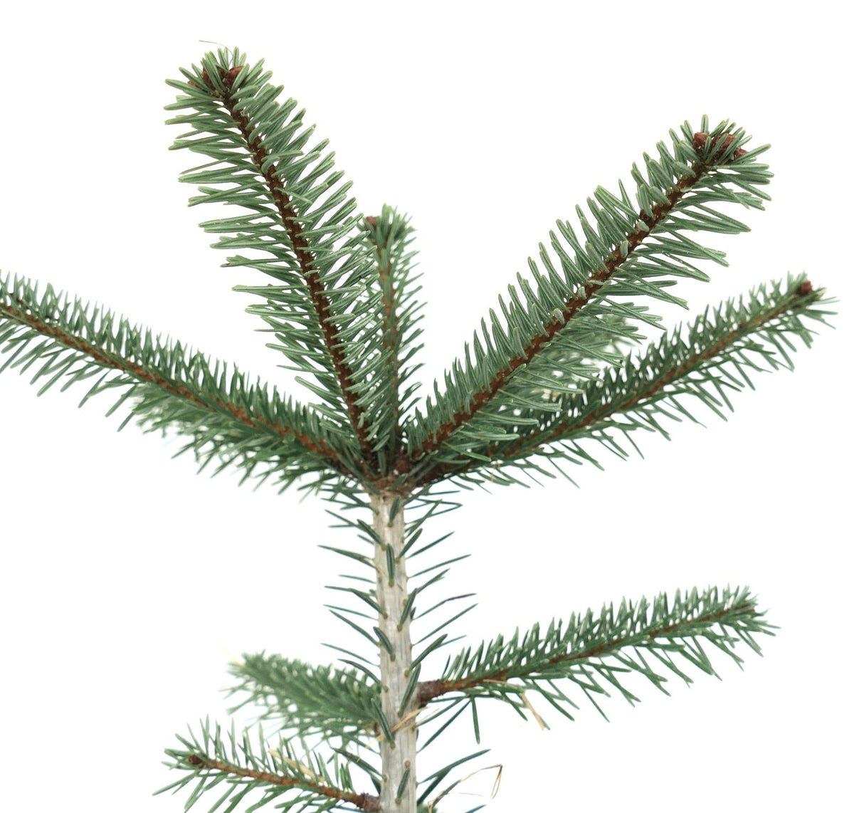 Abies bornmuelleriana 75-95cm | Turkish fir | Bornmueller's fir