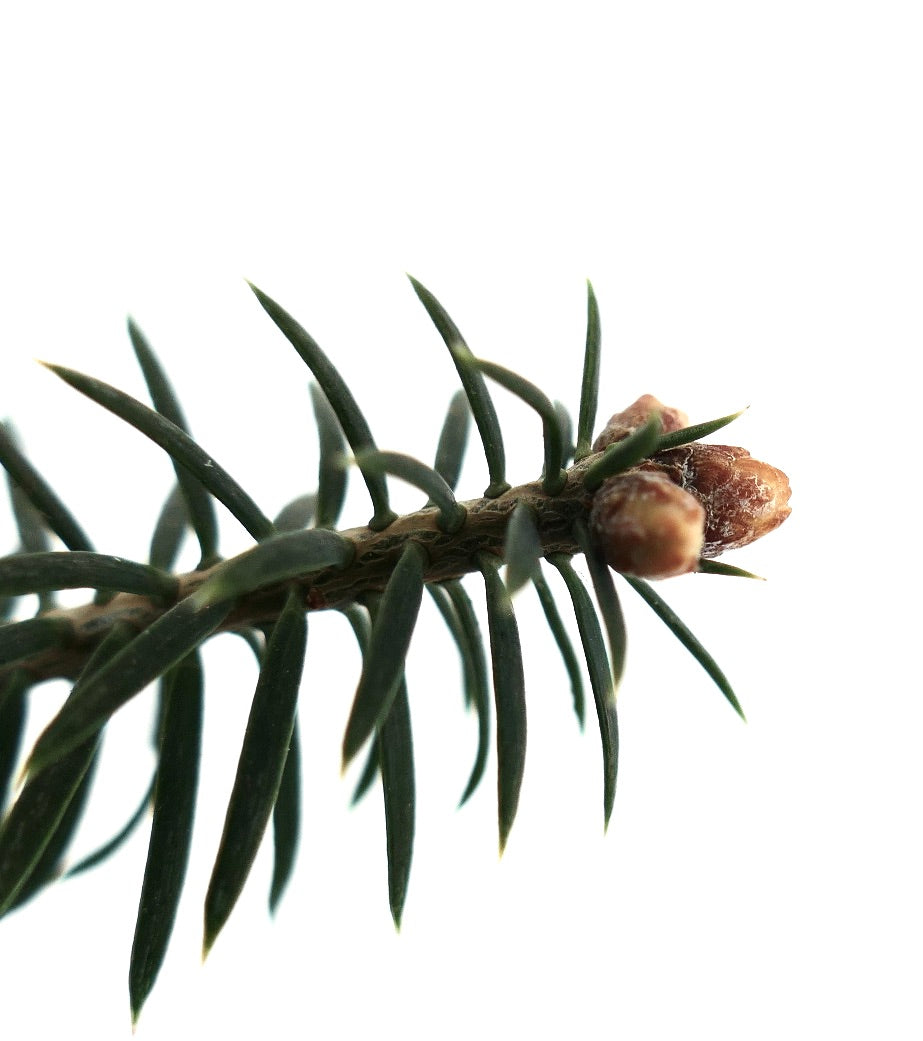 Abies cephalonica 10-30cm | Greek fir | Cephalonian fir