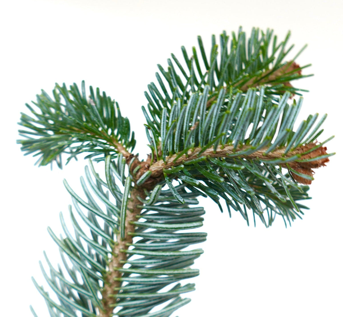 Abies cilicica 20-25cm | Cilician fir | Taurus fir