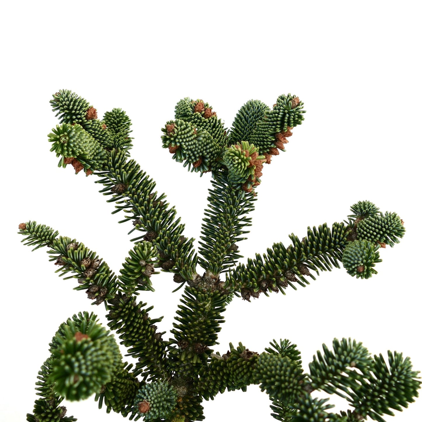 Abies numidica aghi verde scuro densi con punte dei rami coniche e compatte