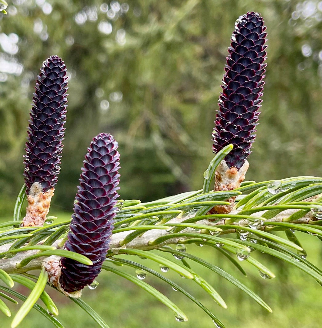 Abies pindrow dark purple young cones on green needle branch with water droplets