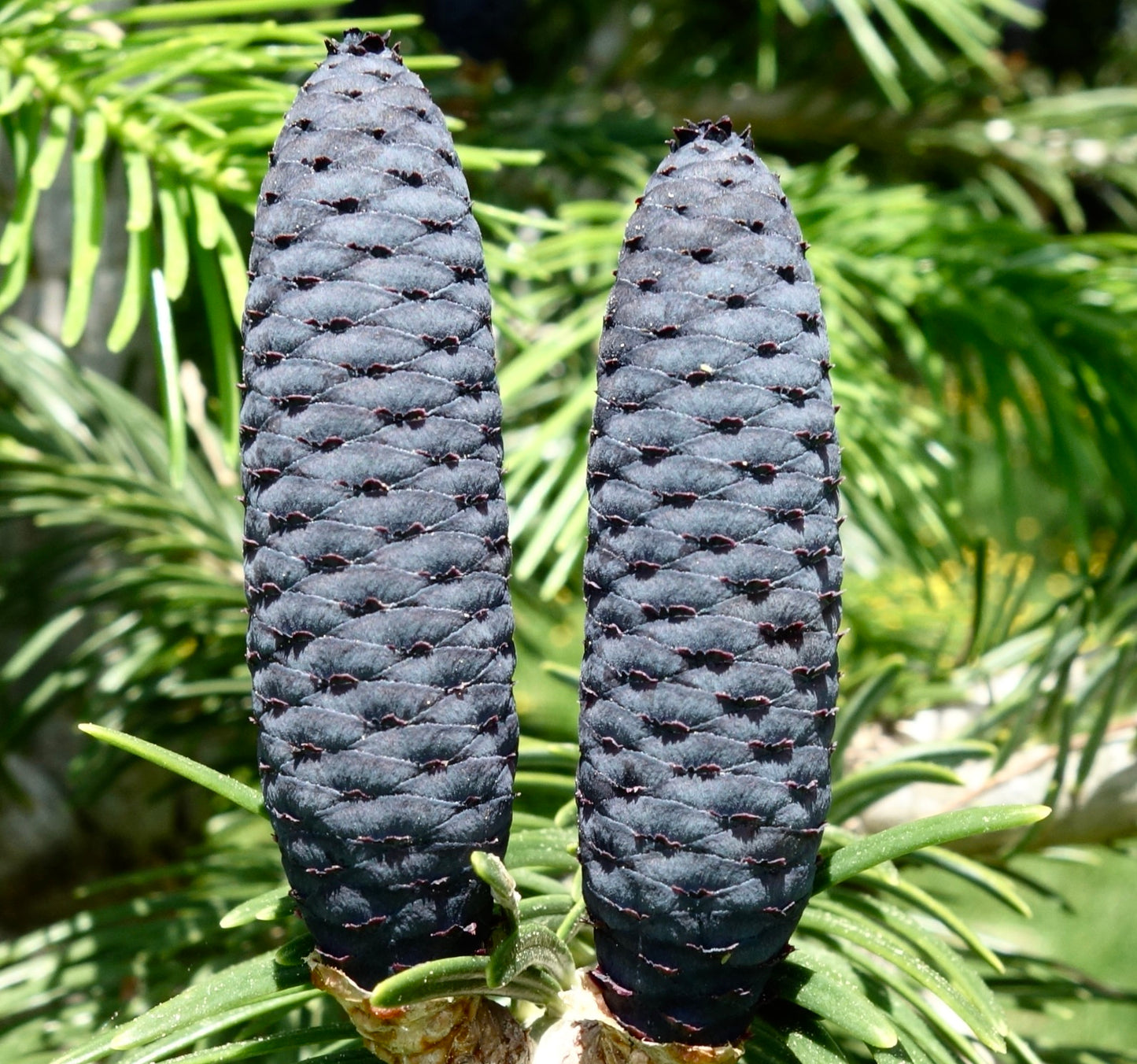Abies pindrow | Pindrow Himalayan Fir | SEEDS