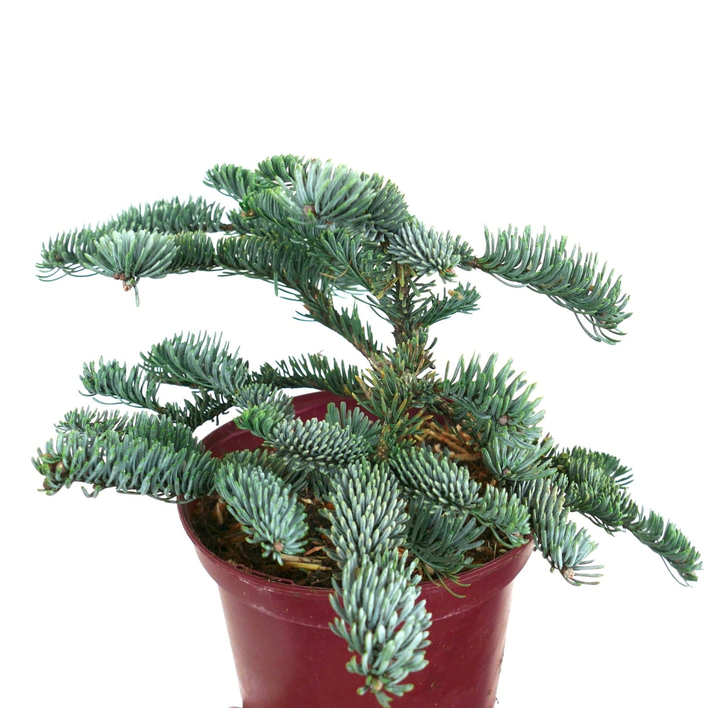 Abies procera 'glauca' aghi compatti blu-verde con rami espansi in vaso rosso