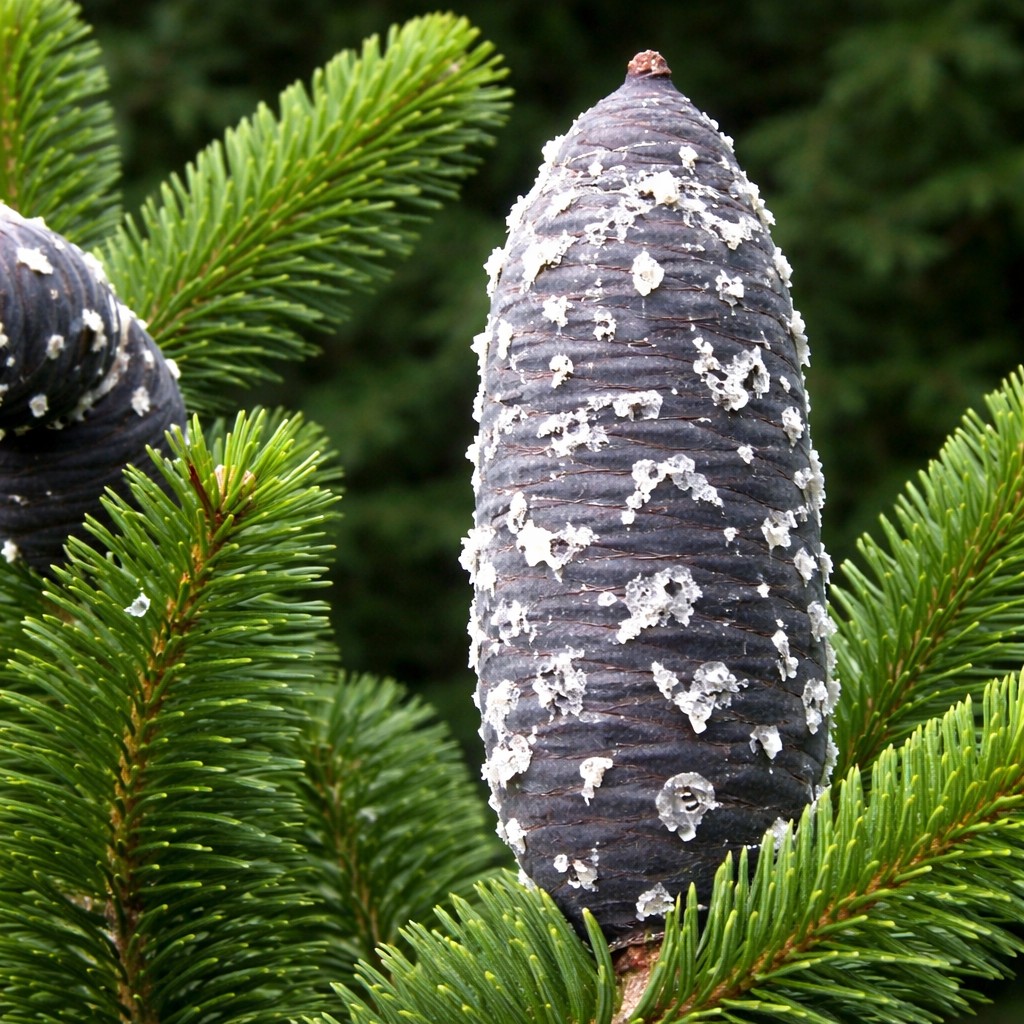 Abies pseudochensiensis 20-30cm | Chinese fir | False Chensi fir