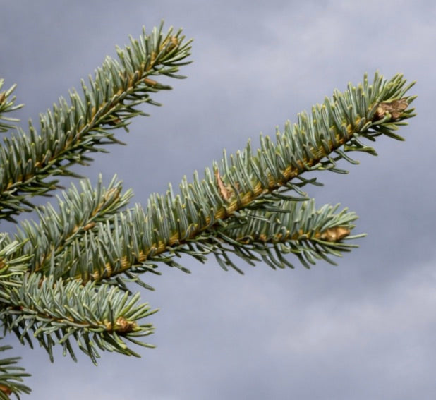 Abies vejarii 20-35cm | Vejar's fir | Mexican fir