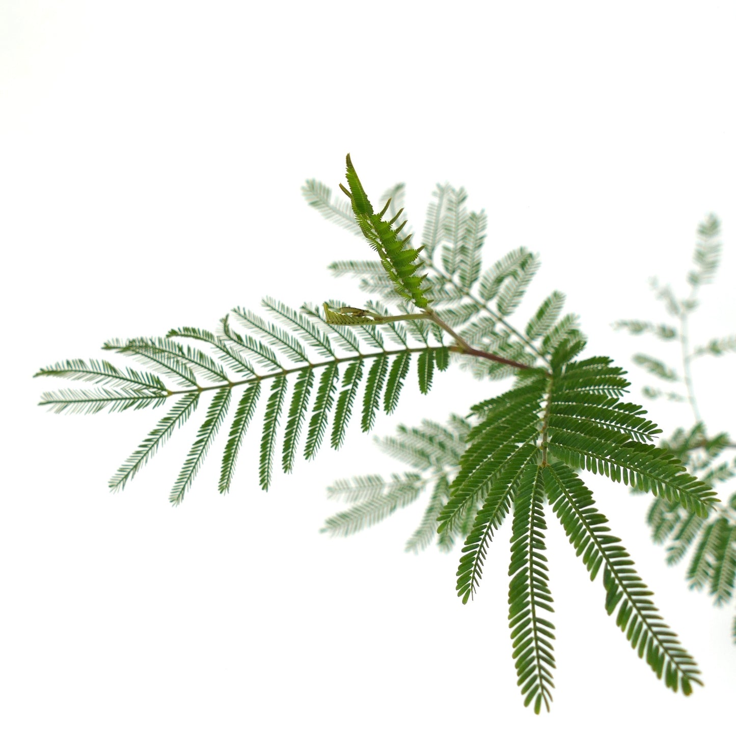 Acacia dealbata | Silver Wattle | Mimosa