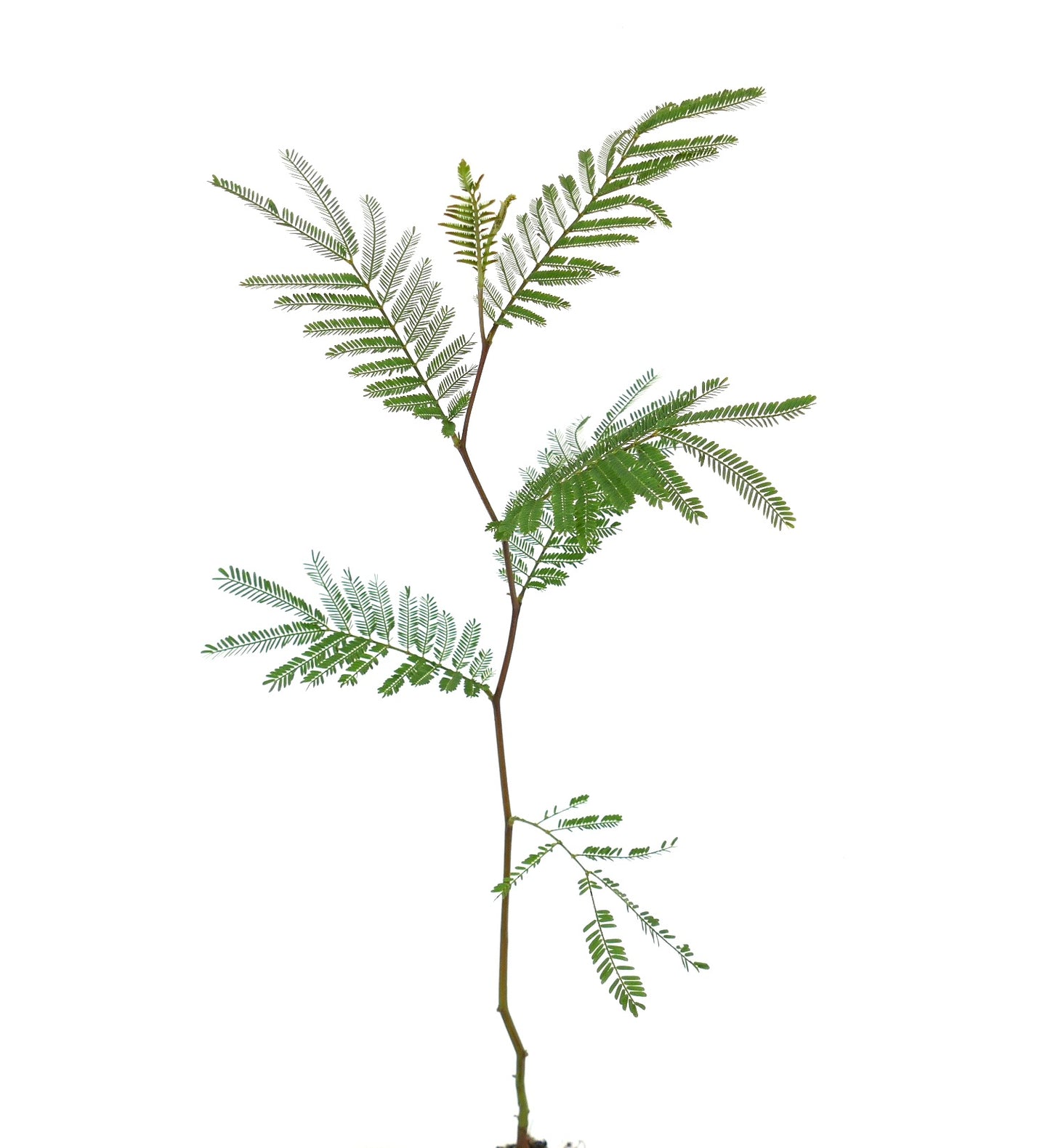 Acacia dealbata | Silver Wattle | Mimosa