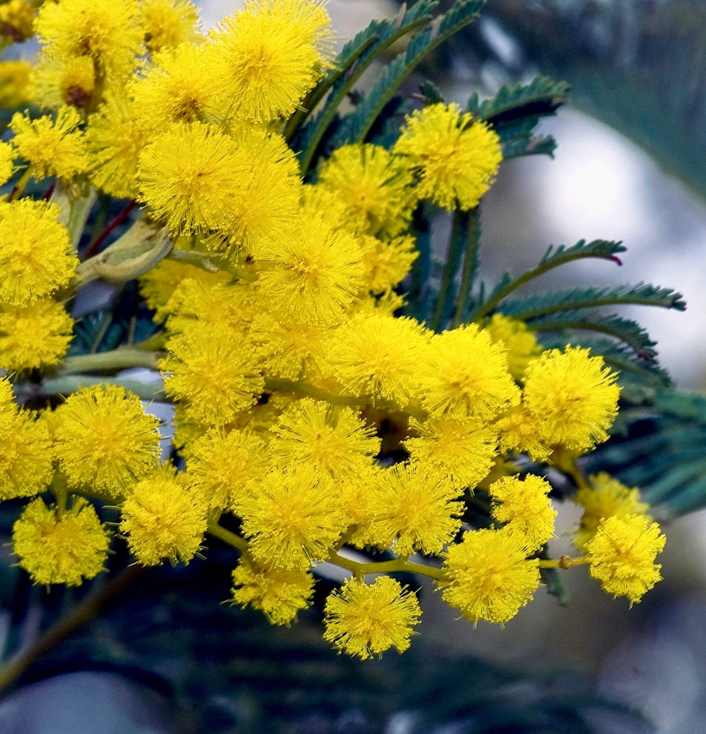 Fiori sferici soffici di un giallo brillante di Acacia dealbata con foglie verdi piumate, primo piano